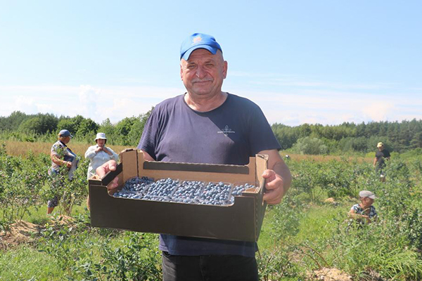 Кислого поля ягода